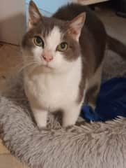 Bafo - Due to past illness he became an indoor cat. He is very clever and friendly and loves cuddles.