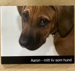Aaron, our Rhodesian Ridgeback as a puppy