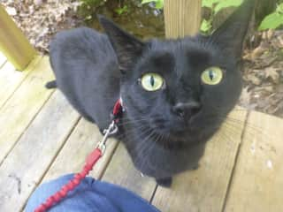 Indie on a walk outside