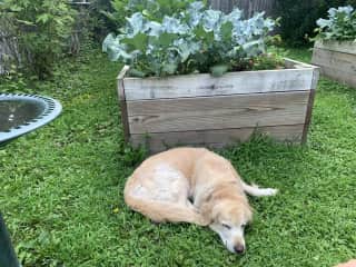 Enjoy Daisy and the garden