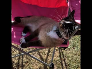 She loves to sunbathe and even more so if it’s in someone elses pre-heated chair. She also loves a cosy bed so be warned she will take up residence if the bedroom door is open. It’s fine if you want that but if you don’t, shut the door.