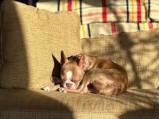 Sunbeams are nap zones.