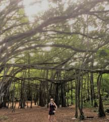 Banyan trees in Hawaii, one of my favorite places to travel to.