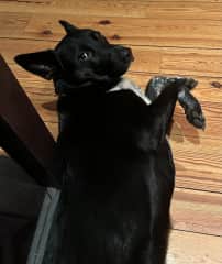Boise asking for a belly scratch