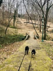 Walking Schatzi and Ben at the park