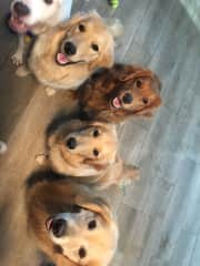 Akela is a redhead! She is funny and sassy, and she can climb everywhere. She is extremely friendly but also very vocal!