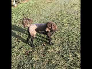 Meg up to her usual trick of having plunged herself into a swamp! Meg loves the water, swimming, chasing balls, and going for long walks. She is a ball of loving energy. Meg likes to be with you and will just sleep at your feet if you’re working .
