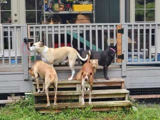 Gate and steps from Lanai to backyard....the dogs thought the yard was lava