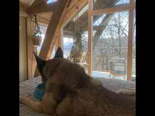 But he’s very sweet & harmless and will hide in our bedroom when frightened (shown in picture). He’s the sensitive one.