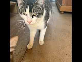 JJ. He's funny. He has a mean looking face sometimes but he's very friendly and sweet (as are all the animals here). He's curious and often roaming around looking for something to play with or catch.