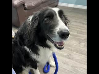 Rocky, always cheerful and ready for a walk!!