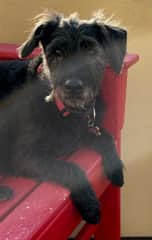 Pearl is mostly a Miniature Schnauzer/Black Lab mix.