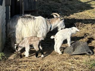 This is Bluebell with her new twin girls, Smokey and Domino.