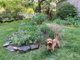 Bob in the front yard last spring