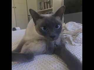 Fritzi is a very Small fragile cat and she loves humans. She will require being on your lap and needs a lot of love.