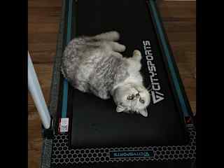 Smart kitty