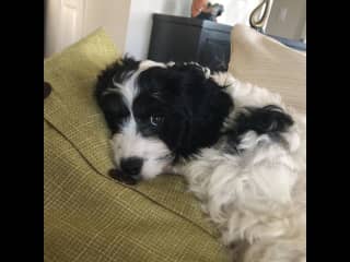 A recent photo of Skipper, the Cavapoo,  relaxing on the sofa.