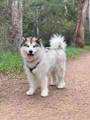 On our fave off-lead walking track