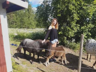 Me and my aunts ponies enjoying the summer and sunshine