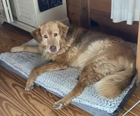 Sandy loves to sleep and lounge around.