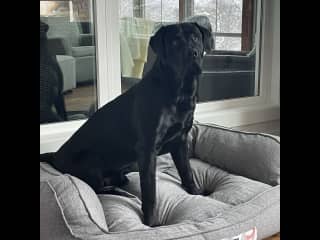 His giant bed. One of many:)