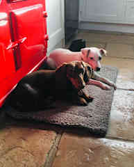 Daffy and Daizy