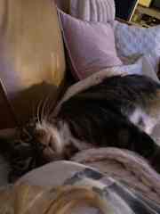 Snug as a bug in a rug