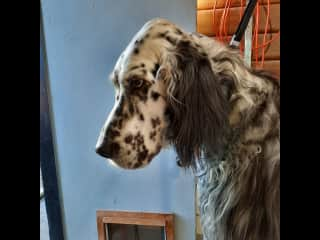 Our beautiful, gentle English Setter, Edison