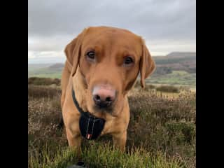 Rudy, our fox red Lab, a pampered pooch.