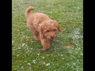 Enjoying the garden frost