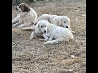 These dogs stay in the pasture/barn just have to fill food and water bowls. They are friendly.