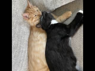 They boys love each other!