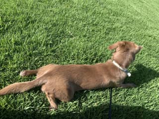 Truffle's back legs are very muscle-y. She loves to run and play.