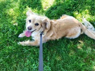 Penny hanging out in the grass.