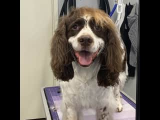 Gio after a grooming session.