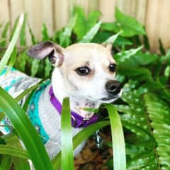 Kobie on a cool winter morning hanging out in the garden