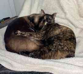 Pixie and her mother, Zara!