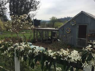 Chicken coop and covered run and sweet smelling clematis vine