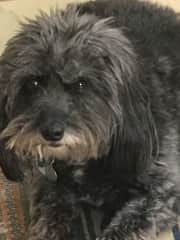 Coco - female, Havanese mix. She is about 9 years old.