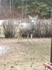 Deer are seen year around