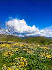 The Methow Valley is gorgeous in the spring. The hills are covered in  golden balsamroot and purple lupine.