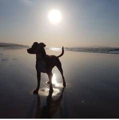 I'm Cuan and I'm super photogenic on the beach! This was taken at Portstewart, about 35 mins drive