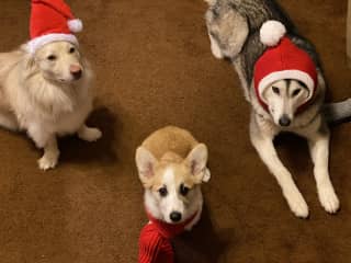 Winky, Ollie, and Nala