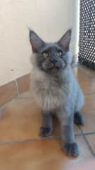 Zeus is a very affectionate and playful kitten. He is not shy and at the moment (he's still a baby, and sometimes things change), he loves company and wants to be near humans and the other cats all the time.