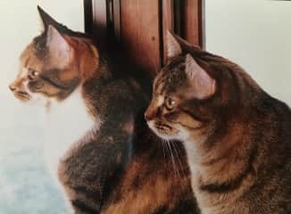 Tango with the white chest. Her sister Cache in the foreground.