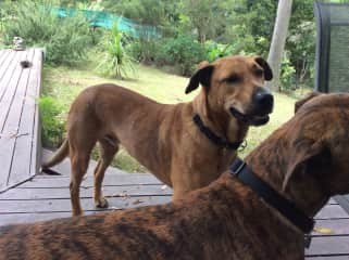 Dogs waiting for a walk