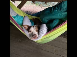 He’s an outdoorsy kinda pup.