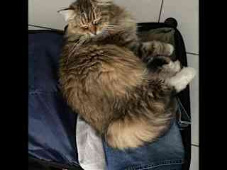 Dutchy from Leuven, sleeping on my suitcase