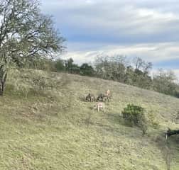 The whole gang, Dolly, Banjo, Stella and Levi