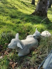 Local Ballyshannon sheep sunbathing